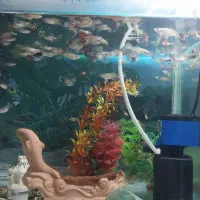 آکواریوم|ماهی|قزوین, |دیوار