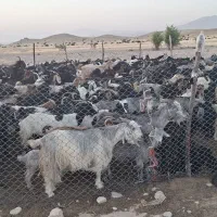 بز خشک