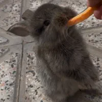 خرگوش
