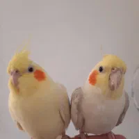 طوطی مولد عروس هلندی لوتینو|پرنده|تبریز, |دیوار