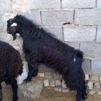 گوسفند .بره .شیشک .بزغاله