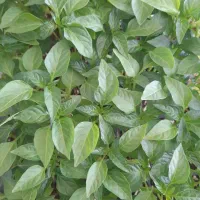 نهال اصلاح شده