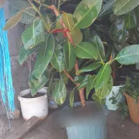 گل طبیعی|گل و گیاه طبیعی|چناران, |دیوار