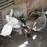 فروش غاز
