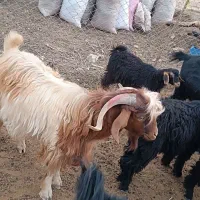 بز نر یک ساله