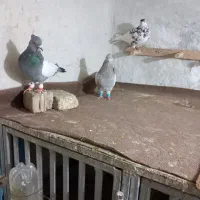 کفتر سینه سوسنی وسینه سبز