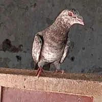 کبوتر یا کفتر نامور