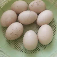 تخم اردک هلندی