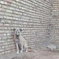 سگ سرابی