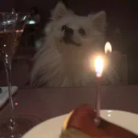 فروش پامر ۲ ساله نر|سگ|مشهد, چهارچشمه|دیوار