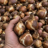 پیاز گل نرگس (شهلا)