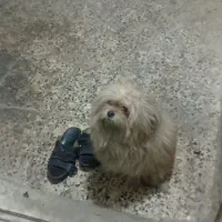 واگذاری سگ نر