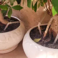 بنسای و آبیاری|گل و گیاه طبیعی|تهران, شهرک نفت|دیوار