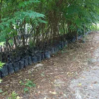 فروش نهال زیتون تلخ|خدمات باغبانی و درختکاری|فرح آباد, |دیوار