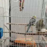 دو عدد عروس هلندی|پرنده|قرچک, مهدیه|دیوار