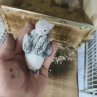 گرین چیک در خرامه|پرنده|خرامه, |دیوار