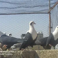 کبوتر کفتر مخمل برای نشونه دسته رنگی تضمین هوا