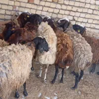۵۵راس گوسفند.بره.15.کیلونژاددار|حیوانات مزرعه|قزوین, |دیوار