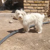 سگ پاکوتاه نژاد دار