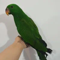 خرید فروش طوطی گرینچیک راهب کاسکو اکلکتوس خورشیدی