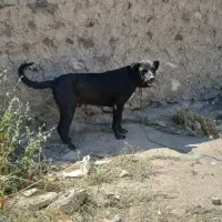 سگ سرابی