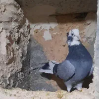 شازده نر کاکلی ماده بی کاکل|پرنده|قم, علی آباد|دیوار