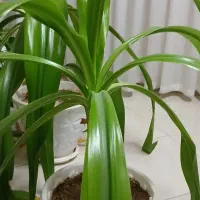 گل اشک ملکه یا موزی