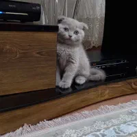 گربه اسکاتیش|گربه|مشهد, جاهد شهر|دیوار