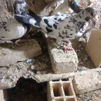 6تا کبوتر 1500مفت