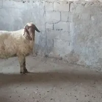 بره|حیوانات مزرعه|کرمانشاه, |دیوار