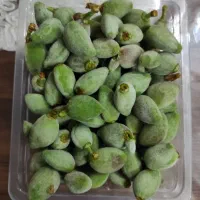 چاغاله بادام جوشقان