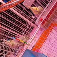 عروس هلندی‌های سرحال به فروش می‌رسد نر و ماده|پرنده|کهریزک, |دیوار