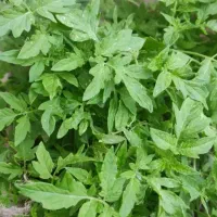 نهال گوجه