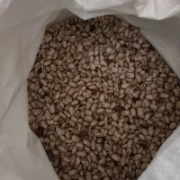 لوبیا چیتی با کیفیت