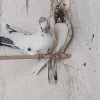 گرفتنی|پرنده|قم, علی آباد سعدگان|دیوار