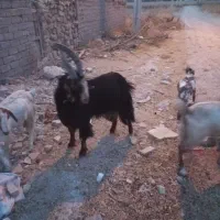 بزداشتی