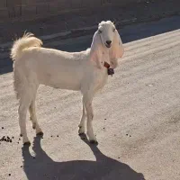 کولار گلابی پاکستانی خوشکل