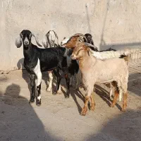 گاو گوساله بز گوسفند بره گاومیش درشادگان|حیوانات مزرعه|اهواز, گلستان|دیوار