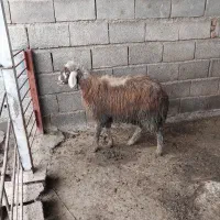 بره توقلی افشاری قربانی