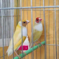 دو جفت فنچ گلدین