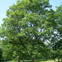 چیدن  گردو و اجاره باغات