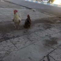 مرغ و خروس محلی