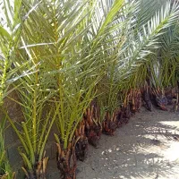 فروش انواع پاجوش|خدمات باغبانی و درختکاری|برازجان, |دیوار