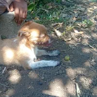 واگذاری توله سگ|سگ|املش, |دیوار