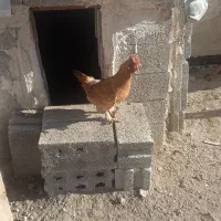 تعداد ۹ عدد  مرغ و خروس تخم گذار
