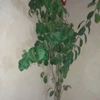 درخت پرتقال|گل و گیاه طبیعی|الشتر, |دیوار