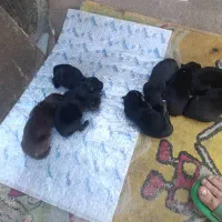 ۷عدد توله هاسکی با مادر فروشی|سگ|تهران, علم و صنعت|دیوار