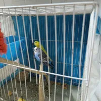 مرغ عشق|پرنده|مشهد, دانشجو|دیوار