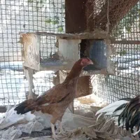 مرغ میانوالی