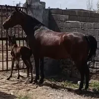 اسب|اسب و تجهیزات اسب‌سواری|میاندوآب, |دیوار